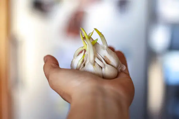 Garlic benefit lahsun khane ke fayde